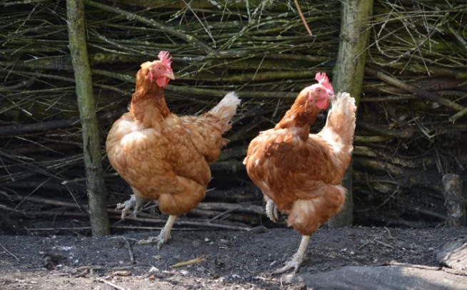 雞糞不腐熟可以用做有機肥嗎？(圖1)